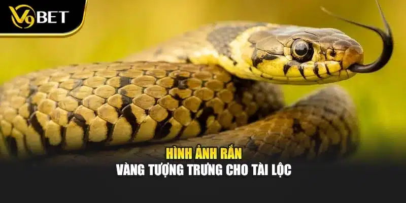 Hình ảnh Rắn vàng tượng trưng cho tài lộc